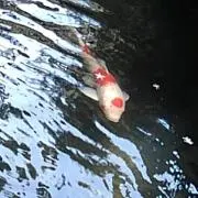 糸