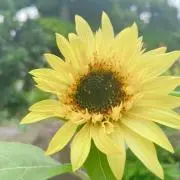 Nanaの画像