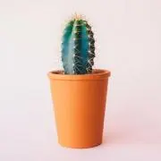 Hanaの画像