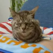 エナ助