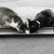 airiの画像
