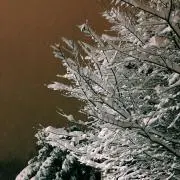 滝廉太郎の画像