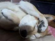 瑠夏の画像
