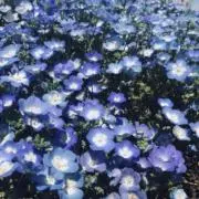 Oliseの画像