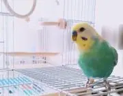 小鳥遊 glhfの画像