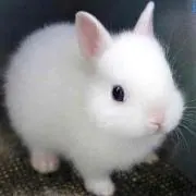 みみの画像