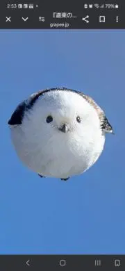 たまの画像