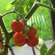 まーさんの画像