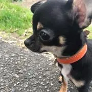 やっしの画像