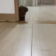 チビ
