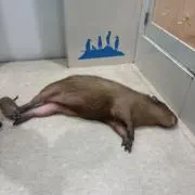 Ayuの画像