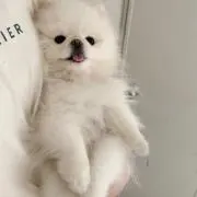 nの画像