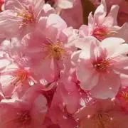 ♡の画像