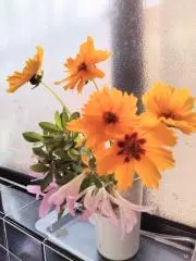 のぞみ