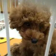 たち