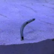 Chill‪ꪔ̤̮の画像