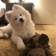 김の画像