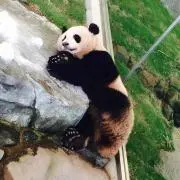 ぱんだの画像
