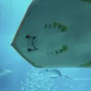 たまの画像