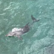 ひろす
