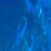さとの画像