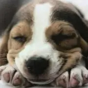 あんこ