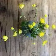 きいろの画像