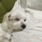 マーサの父ちゃんの画像