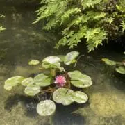 こっぷの画像