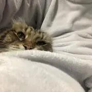 Yの画像