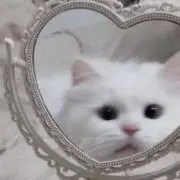 nyancreamの画像
