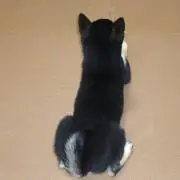 あやめちゃん