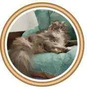 みかんの画像