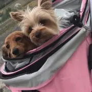 チロル