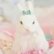 fuuの画像