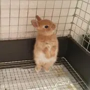 うさの助