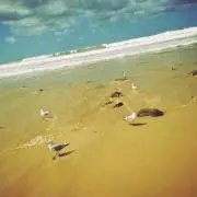 りんの画像