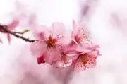 スリジエ 在庫確認をお願いいたしますの画像