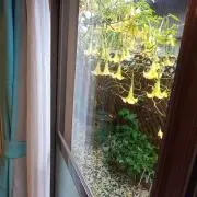 ひまわりの画像