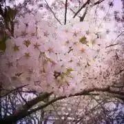 こちぷー⭐️の画像
