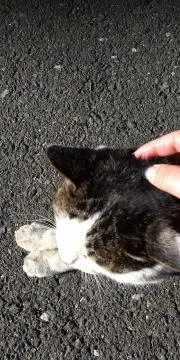 あずみっくすの画像