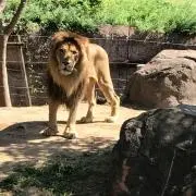 りんご