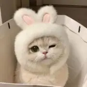 Oの画像