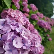 FLOWER-断捨離中の画像