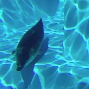 琵琶湖の画像