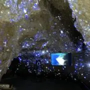 ハコフグの画像