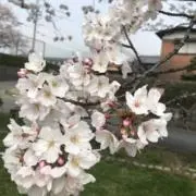 まゆの画像