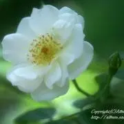 Akirosの画像