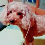 まいまい