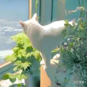 アクアの画像